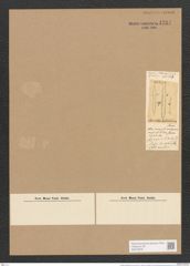 Surirella delicatissima Lew. (de-Toni-Nr.: Genus 53, Species 2312) Zeichnungen Sammlung Grunow Nr. 4761 (NHMW-BOT-W0372879)